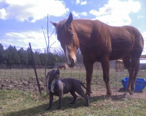 Pit bull and horse