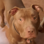 red nose pit bull cute face stare