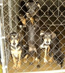 pit bull puppies