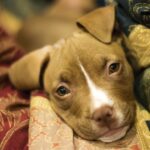 pit bull health problems