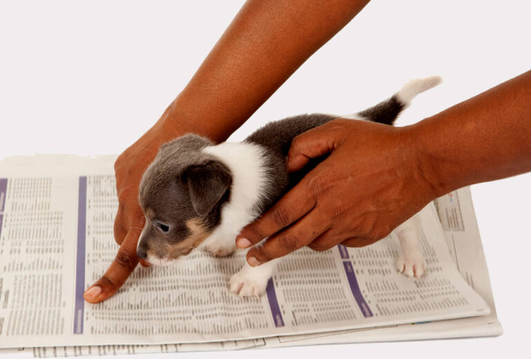 pit bull puppy potty training