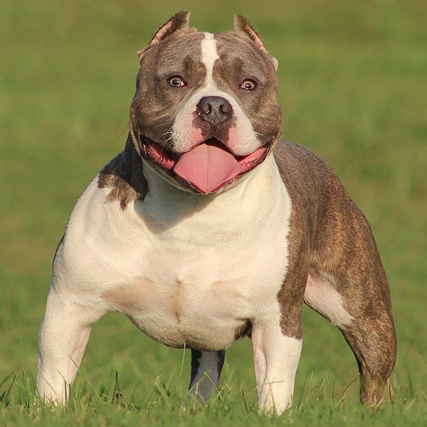 American Bully