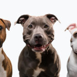 pit bull breeds