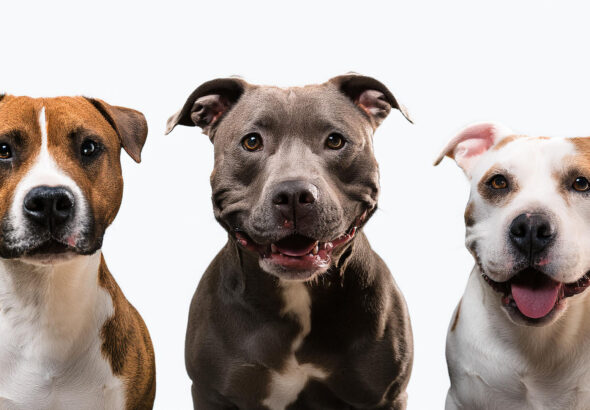 pit bull breeds