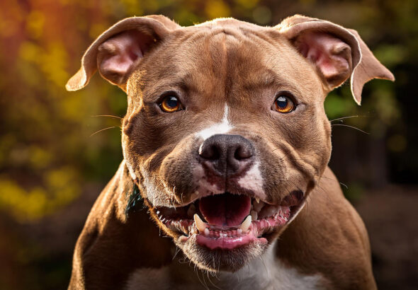 pit bull puppy biting