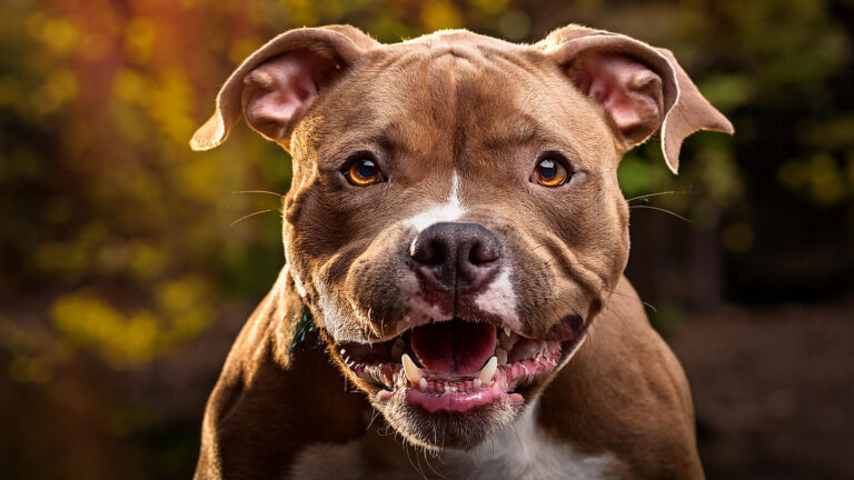 pit bull puppy biting