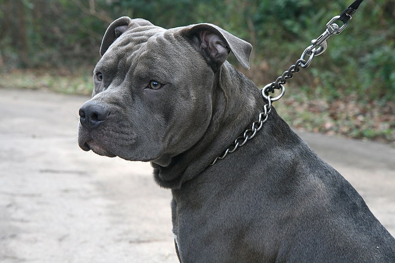 blue nose pit bull